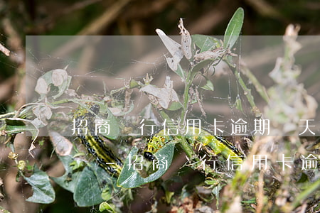招商銀行信用卡逾期幾天會(huì)黑名單-招商銀行信用卡逾期幾天會(huì)黑名單凍結(jié)