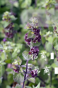 招商銀行信用卡逾期幾天沒(méi)事-招商銀行信用逾期了2天會(huì)不會(huì)有影響?