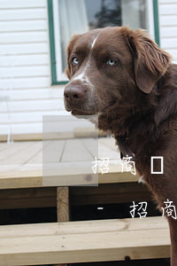 招商銀行信用卡逾期征信記錄受影響怎么辦-招商銀行信用卡逾期征信記錄受影響怎么辦
