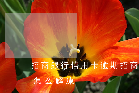 招商銀行 信用卡 逾期（招商銀行信用卡逾期了怎么解凍）