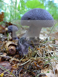 招商銀行信用卡逾期（招商銀行信用卡逾期征信有29次）