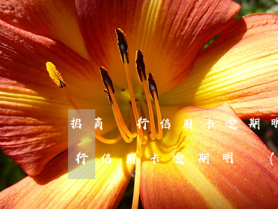 招商銀行信用卡逾期明細(xì)-招商銀行信用卡逾期明細(xì)怎么查詢