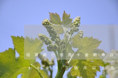 招商銀行信用卡逾期申訴處理(招商銀行逾期4000三個月以上,怎么申訴)