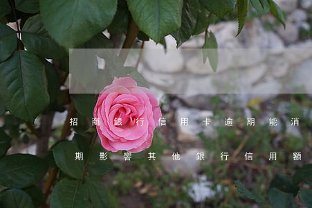 招商銀行信用卡逾期能消除嗎(招商銀行有逾期影響其他銀行信用額度嗎)