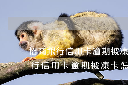 招商銀行信用卡逾期被凍卡怎么辦-招商銀行信用卡逾期被凍卡怎么辦呢