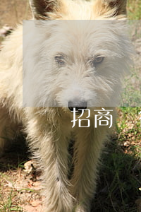 招商銀行信用卡逾期被律師告知還