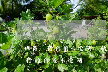 招商銀行信用卡逾期賬款處理中心-招商銀行的信用卡逾期