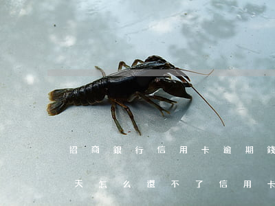 招商銀行信用卡逾期錢還了(招商銀行逾期2天怎么還不了信用卡)