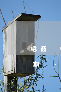 招商銀行停息掛賬最長(zhǎng)多少期間-招行 停息掛賬
