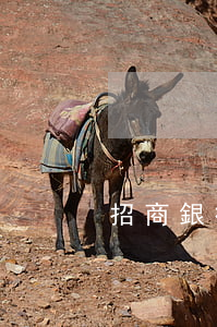 招商銀行停息掛賬金額(招行申請停息掛賬)