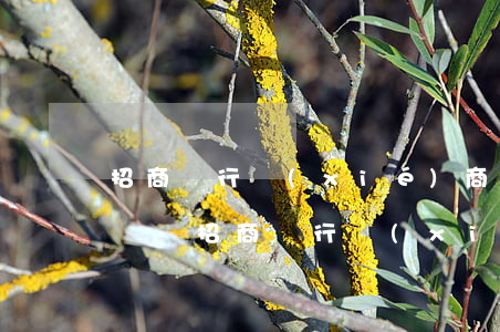 招商銀行協(xié)商分期只還本金能行嗎-招商銀行協(xié)商分期還款