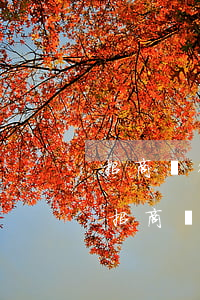 招商銀行可以協(xié)商分期還款嗎-招商銀行可以協(xié)商分期還款嗎