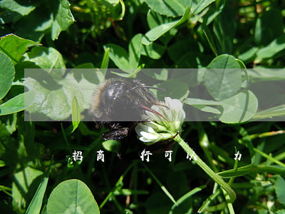 招商銀行可以無力償還(招商銀行還不起怎么辦)