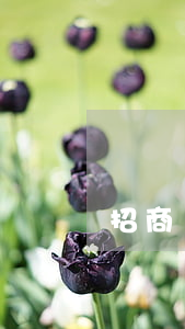 招商銀行引用卡逾期還款