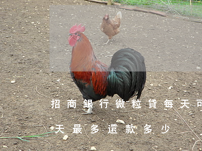 招商銀行微粒貸每天可還款多少-微粒貸每天最多還款多少
