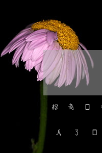 招商銀行快貸逾期兩個月(建行快貸逾期兩個月了還可以貸款嗎)
