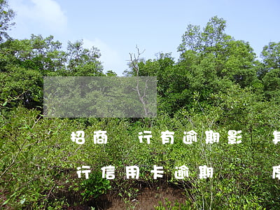 招商銀行有逾期影響其他銀行信用額度嗎（招行信用卡逾期漲額度）