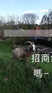 招商銀行本金逾期半年可以協(xié)商嗎-招商銀行本金逾期半年可以協(xié)商嗎