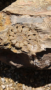 招商銀行看自己信用卡逾期(怎么查招商銀行信用卡有沒有逾期記錄)