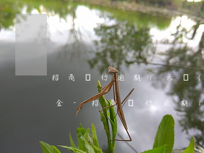 招商銀行逾期1天會(huì)收多少滯納金-招商銀行逾期1天會(huì)收多少滯納金呢