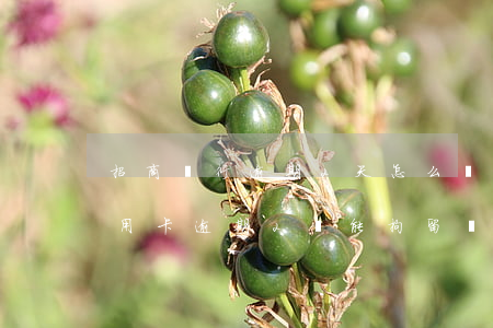 招商銀行逾期2天怎么還不了信用卡（招商信用卡逾期2萬能拘留嗎）