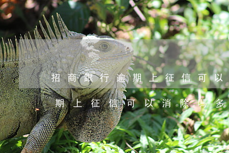 招商銀行逾期上征信可以消除嗎(招商銀行逾期上征信可以消除嗎多久)