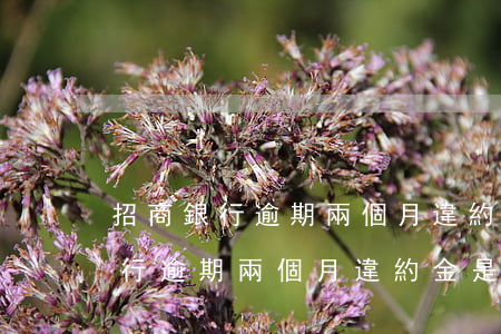 招商銀行逾期兩個月違約金是多少-招商銀行逾期兩個月違約金是多少錢