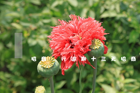 招商銀行逾期十三天(招商逾期13天上征信嗎?)