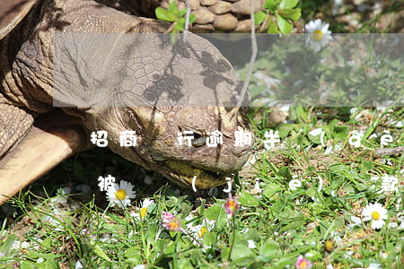 招商銀行逾期半個(gè)月會(huì)被凍結(jié)還款卡么（招商信用卡逾期被凍結(jié)多久解凍）