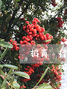 招商銀行逾期起訴程序