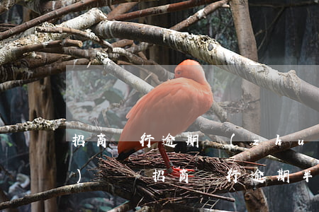 招商銀行逾期轉(zhuǎn)法務(wù)訴訟 招商銀行逾期半年,法務(wù)部起訴怎么辦
