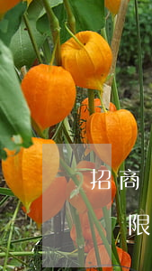 招商銀行逾期還款寬限期(招商銀行幾天還款寬限期)