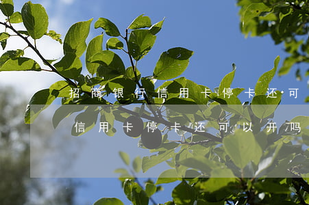 招商银行信用卡停卡还可以开吗-招商银行信用卡停卡还可以开吗安全吗
