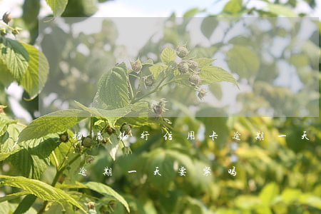 招商银行信用卡逾期一天上门 招商的信用卡逾期一天要紧吗