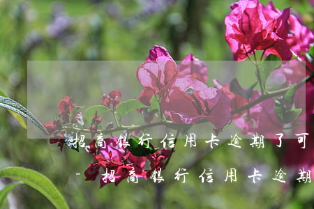 招商银行信用卡逾期了可以协商分期还款吗-招商银行信用卡逾期了可以协商分期还款吗?
