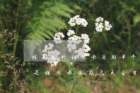 招商银行信用卡逾期半个月没还-招行忘记还信用卡逾期几天会有不良记录吗