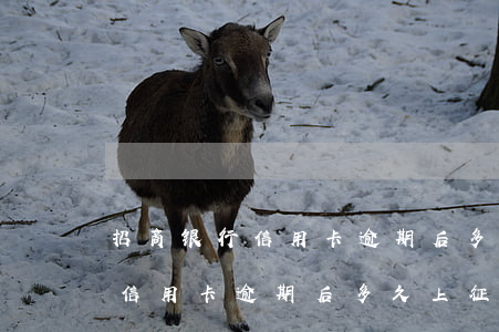 招商银行信用卡逾期后多久上征信(招商银行信用卡逾期后多久上征信啊)