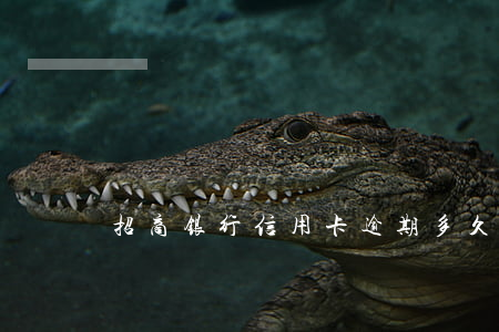 招商银行信用卡逾期多久转交警察