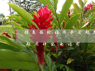 招商银行信用卡逾期怎么联系客服-招商逾期用什么电话打