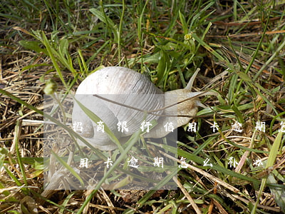 招商银行信用卡逾期怎么补办卡（招商银行信用卡逾期怎么补办）