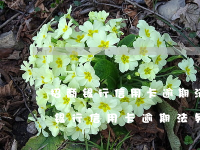 招商银行信用卡逾期法务部不同意协商(招商银行信用卡逾期法务部不同意协商怎么办)
