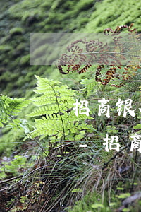 招商银行信用卡逾期说起诉我后就没反应了-招商银行信用卡逾期说起诉我后就没反应了怎么办