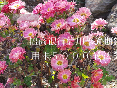 招商银行信用卡逾期转法务部 欠招商银行信用卡5000转法务部是真的吗?