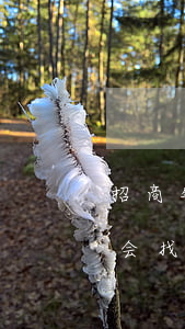 招商银行逾期利息可减免吗(招商银行逾期了会找我协商偿还本金吗)