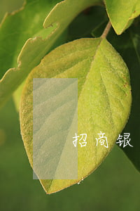 招商银行逾期半个月会被起诉吗-