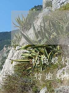 招商银行逾期协商还款打哪个电话-招商银行逾期协商还款打哪个电话投诉