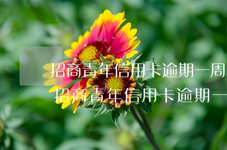 招商青年信用卡逾期一周會(huì)怎樣(招商青年信用卡逾期一周會(huì)怎樣樣)