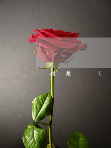 招投標(biāo)作用