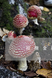 招攬金融逾期沒有還款會(huì)不會(huì)收到律師函 貸款逾期寄律師函可以拒收嗎