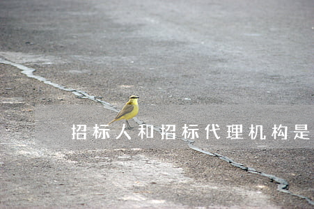 招标人和招标代理机构是什么